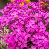 FLOKS SZYDLASTY SADZONKA RÓŻOWA W POJEMNIKU WIELOLETNIA NA SKALNIAKI