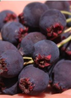 ŚWIDOŚLIWA ,, SLEYT " mega smak