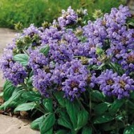 Głowienka Prunella Wielkokwiatowa Długo Kwitnie Sadzonka P9