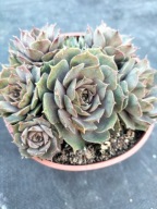 Rojnik 149 FLIP FLOP jasna specyficzna barwa