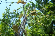 Grujecznik szczepiony barwny 190cm pendula inny