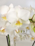 PHALENOPSIS storczyk multiflora snow flake