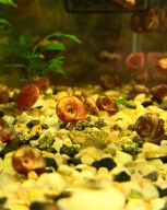 ślimak do akwarium ZATOCZEK Planorbella sp. 20 szt