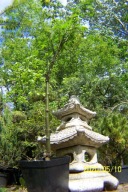 Złotokap kaskada szczepiony mini taras inna