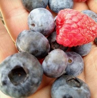 Borówka amerykańska ''BLUECROP'' Bardzo plenna POLECAMY PLANTACJA