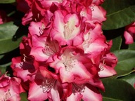 RÓŻANECZNIK 'Eruption' | RHODODENDRON