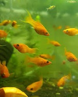 Molinezja Pomarańczowa Orange