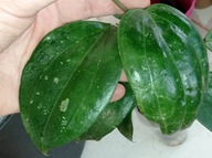 Hoya Hoja MACROPHYLLA BAI BUA cięta