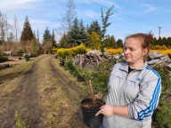 Cedr atlantycki (atlaski)