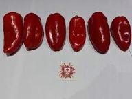 Nasiona papryka CAROLINA REAPER HABANERO JALAPENO oraz inne odmiany ostra.