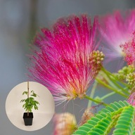 Albicja Jedwabista 20-30cm sadzonka w doniczce + INSTRUKCJA UPRAWY GRATIS