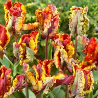 TULIPAN PAPUZI RASTA PARROT sadzonka w pojemniku na rabaty wieloletni