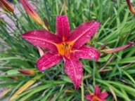 Liliowiec Mix Kolorów 20 SZTUK plus gratis