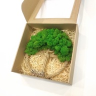 Drzewko Szczęścia Chrobotek, oryginalny prezent na każdą okazję, 25cm