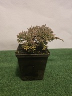 Jałowiec 'Ice Blue' (Juniperus horizontalis 'Ice Blue')