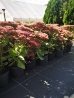 ROZCHODNIK OKAZAŁY "MR GOODBUD" Sadzonka