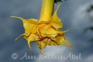 Brugmansia datura, Sunstar