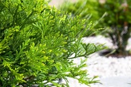 Żywotnikowiec japoński C3 duża sadzonka (Tujopsis)