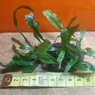 Rośliny do akwarium microsorium na drewnie