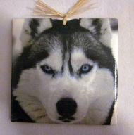 Robótkownia Kafelek obrazek 15x15 Pies Psy Husky