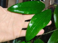 Hoya Hoja sp. SOUTH OF THAILAND EPC 209 cięta