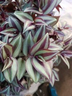 zebrina silver plus XL