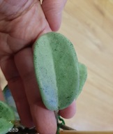 Hoya Hoja CARNOSA NOVA GHOST cięta