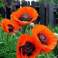 MAK WSCHODNI duże czerwone kielichy SADZONKI wycinane liście