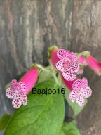 Kohleria THAD's Uncler Ron- kłącze