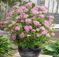 TAWUŁA ''LITTLE PRINCESS'' MAŁA ZIELONA KSIĘŻNICZKA