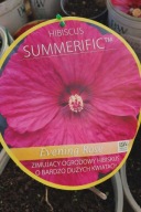 Hibiskus bagienny EVENING ROSE Sadzonka 5l