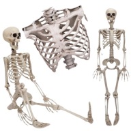 SZKIELET CZŁOWIEKA HALLOWEEN MODEL KOŚCIOTRUP SZKIELETOR DEKORACJA 90 CM