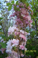 Wiśnia fastigiata kolumna szczepiona japońska inna