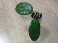 Hoya Hoja MACROPHYLLA BAI BUA ukorzeniona