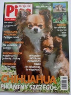 Przyjaciel Pies nr 11 2010 Chihuahua + plakaty Chihuahua Posokowiec
