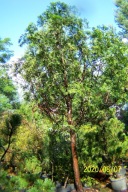 Żywotnik Aldi tuja pienna wys 2,20 m okaz inny