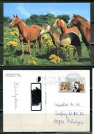 K24750)Karta Zwierzecia: Kon Walijski, wyslany
