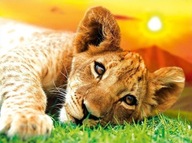 Diamond Painting - Mozaika Haft Diamentowy 40×30 cm –Trygrysek – Obraz DIY