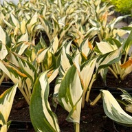 Funkia 'Fire and Ice' (Hosta) P13