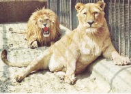 KRAKÓW - ZOO - LEW - LWY