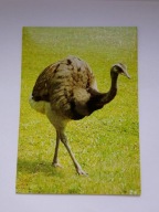 Nandu szare - pocztówka