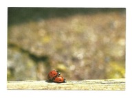 Pocztówka - Biedronki i wielka miłość, czyli Make love