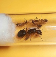 Camponotus pseudoirritans mała kolonia. Mrówki