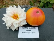 Pomidor DWARF Russian Swrl niski idealny do donic samo kończący