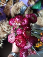 Suszki Kwiaty trawy suszone kocanka suchołuska różowa na palmy