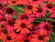Jeżówka purpurowa SUNMAGIC "VINTAGE RUBY" Echinacea sadzonka