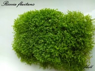 Riccia Fluitans Wgłębka antyglon - pogromca glonów od fibell