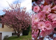 Wiśnia japońska piłkowana KANZAN