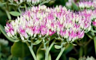 Rozchodnik (Sedum Spectabile) (3szt)
