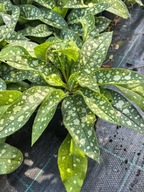 MIODUNKA WĄSKOLISTNA "TREVI FOUNTAIN" Pulmonaria sadzonka